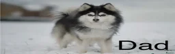 Pomsky dogs for sale: Rare Pomsky pups - Gorgeous miniature Husky’s in Whitley Bay - Advert 3