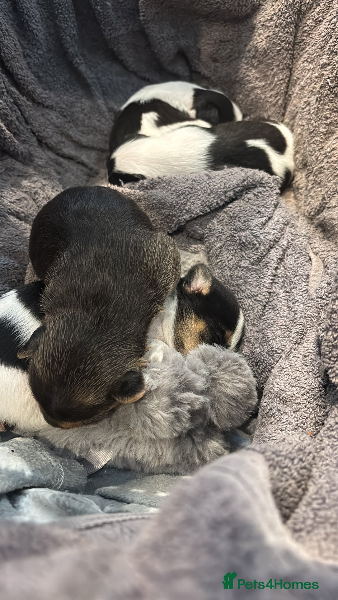 Jack Russell dogs Beautiful litter of jack Russell’s  - Advert 2