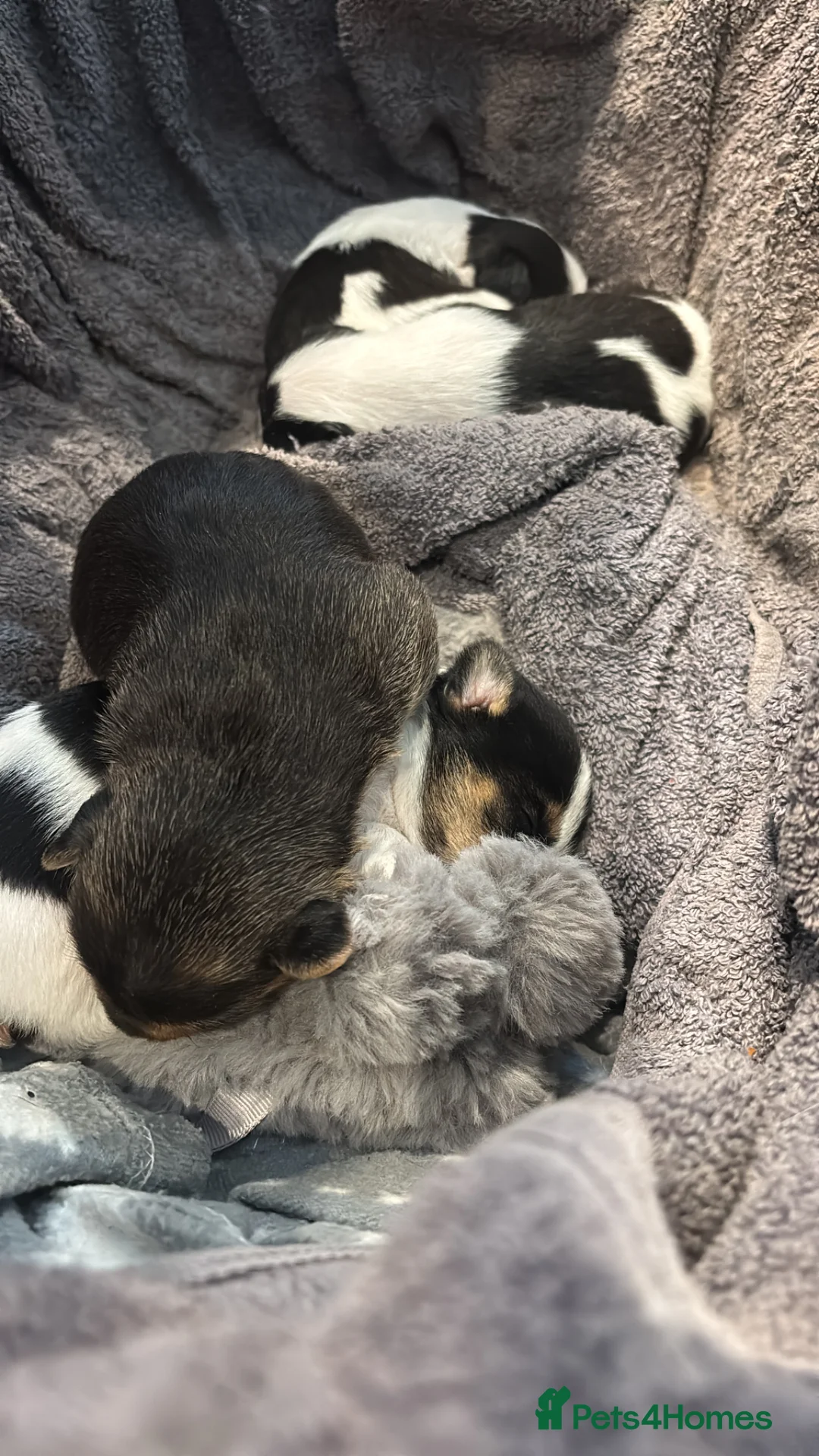 Jack Russell dogs for sale: Beautiful litter of jack Russell’s  - Advert 2