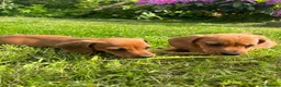 Miniature Dachshund dogs for sale: Kc reg pra clear - Advert 3