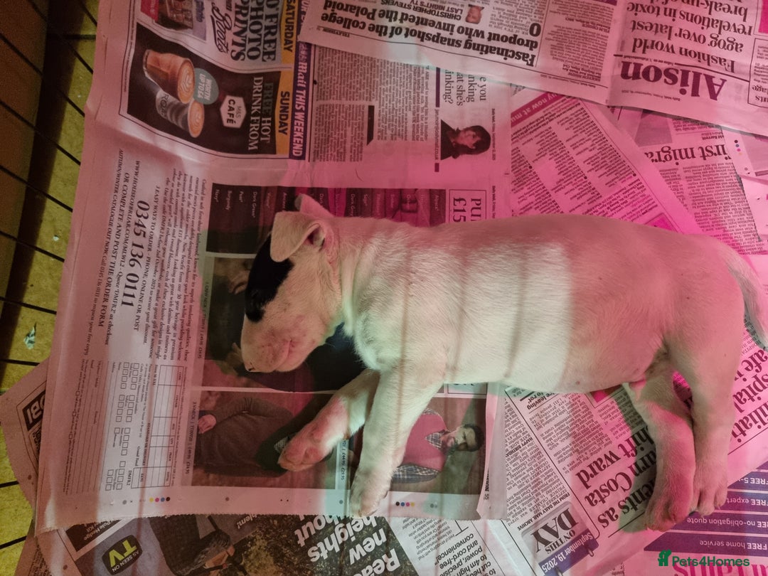 Bull Terrier dogs for sale: Bullterrier pups  - Image 6