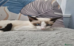 Snowshoe cats for sale: Pedigree snowshoes ready now only two left - Image 3