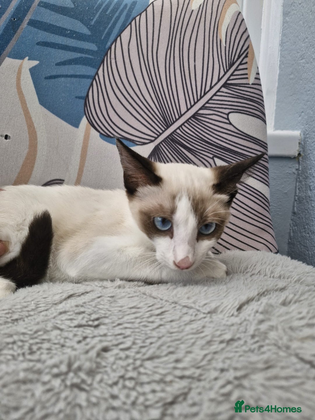 Snowshoe cats for sale: Pedigree snowshoes ready now only two left - Image 3