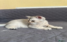 British Shorthair cats for sale: Stunning British Shorthair Kittens & adule cat - Image 9