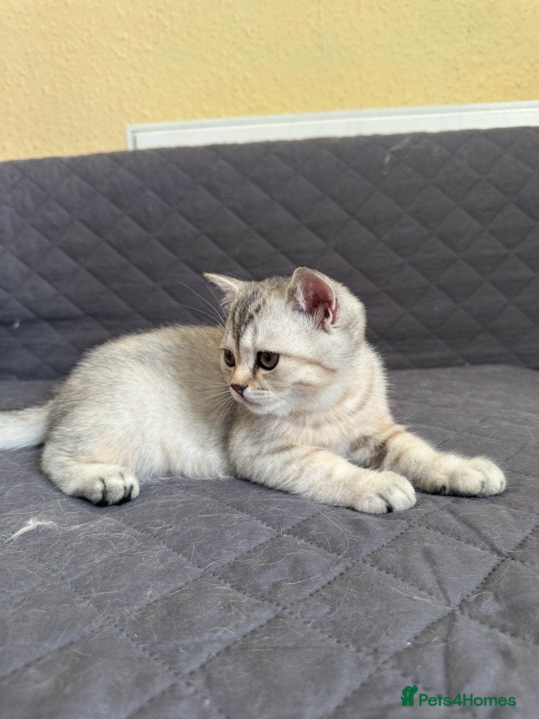 British Shorthair cats for sale: Stunning British Shorthair Kittens & adule cat - Image 9