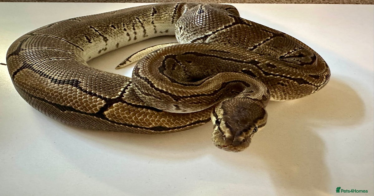 Pinstripe Male Royal Python for sale in Coalville | Pets4Homes