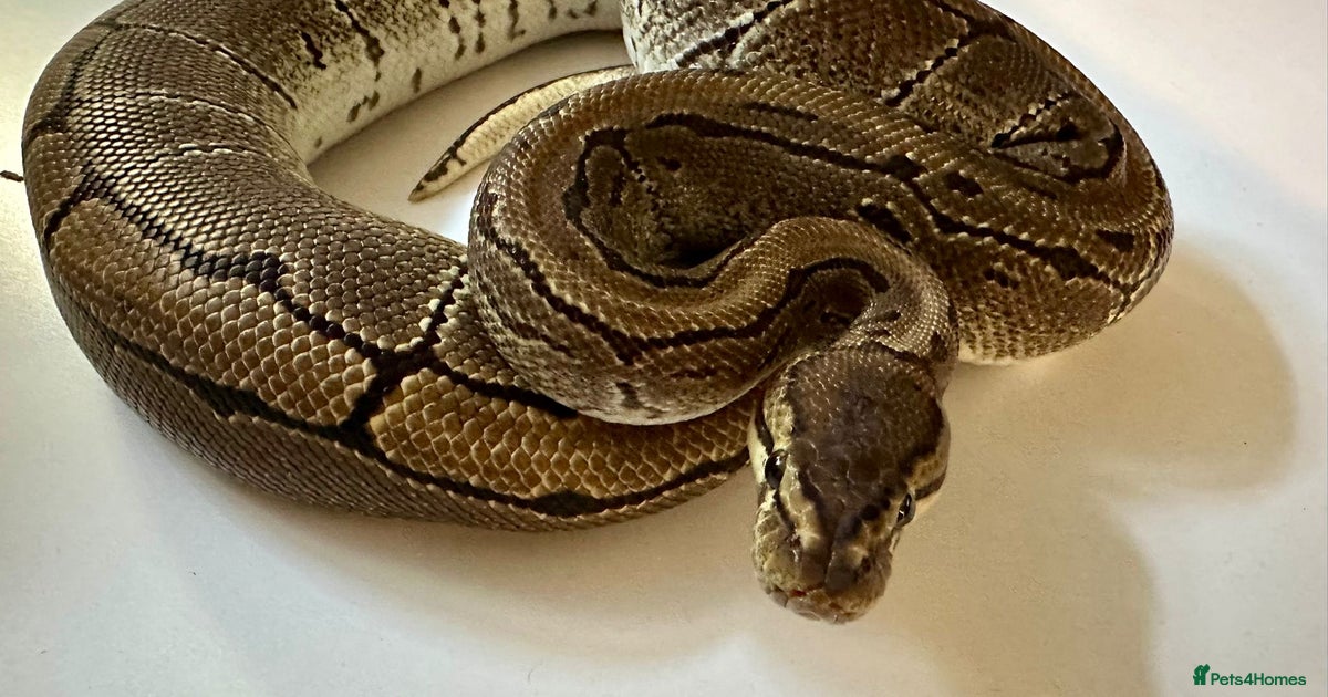 Pinstripe Male Royal Python for sale in Coalville | Pets4Homes