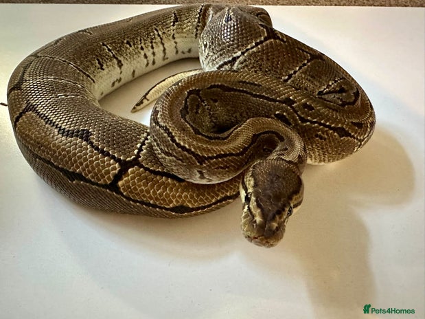 Python Snake reptiles in Coalville - Advert 8