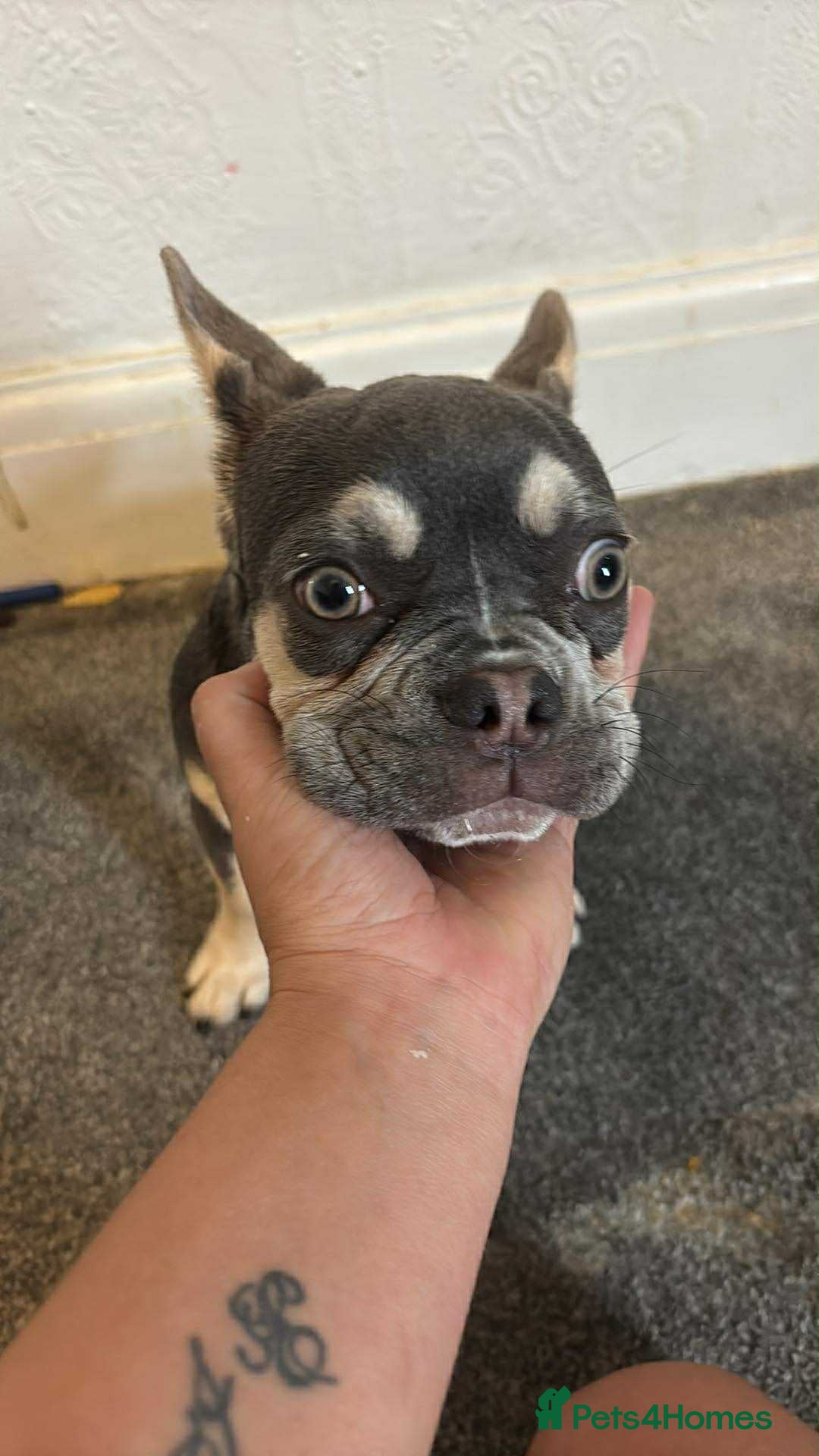French Bulldog dogs for sale: 6months old LILAC FRENCHIE - Image 7