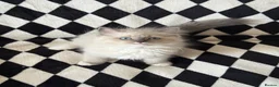 Ragdoll cats for sale: Chunky Ragdoll kittens  - Advert 11