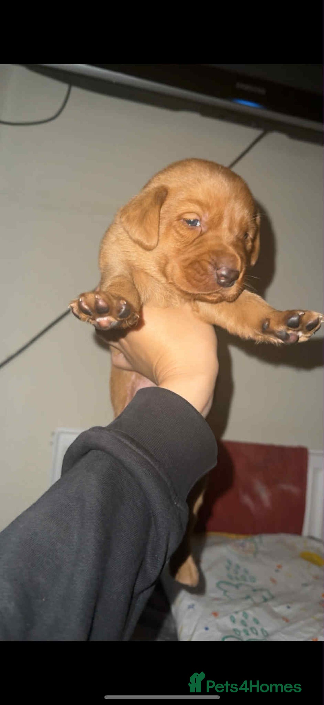 Labrador Retriever dogs for sale: Stunning Fox red labradors  - Image 5