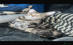 British Longhair cats for sale: Mam dad and kitten - Image 1