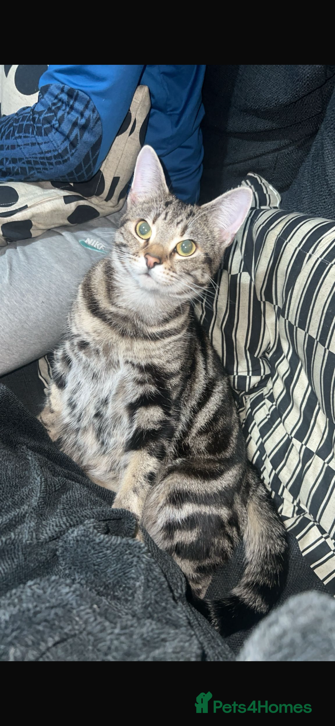 British Longhair cats for sale: Mam dad and kitten - Image 1