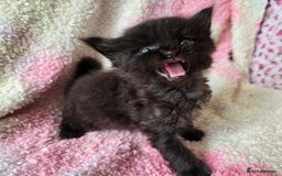 Maine Coon cats for sale: Beautiful playful Maine Coon kittens  - Image 7