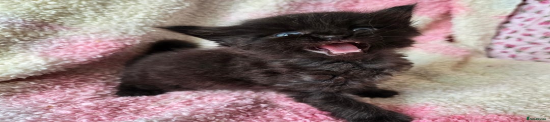Maine Coon Kitten 2 Sid