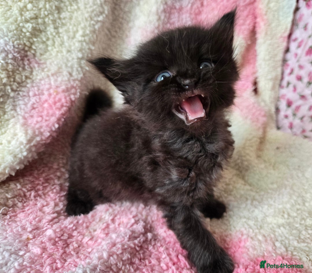 Maine Coon cats for sale: Beautiful playful Maine Coon kittens  - Image 7