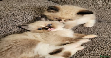 Ragdoll cats - Advert 4