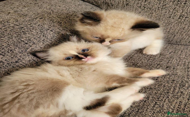 Ragdoll cats - Advert 4