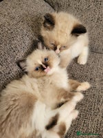 Ragdoll cats - Advert 4