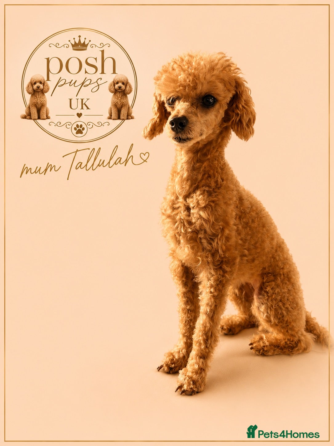 Toy Poodle dogs 🐾meet Tallulah‘s beautiful litter of 3 boys 1gi - Advert 2