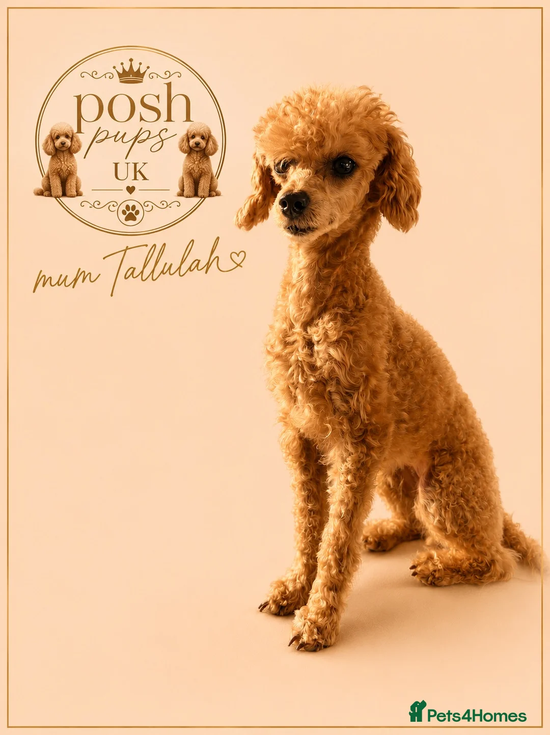 Toy Poodle dogs for sale: 🐾meet Tallulah‘s beautiful litterof3 girlsand1boy - Advert 2