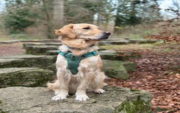 Golden Retriever dogs for sale: KC Registered Golden Retriever Puppies - Image 2