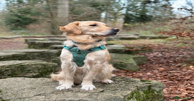 Golden Retriever dogs - Advert 11