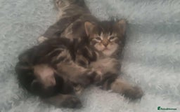 Mixed Breed cats for sale: Kitten for sale  - Image 5