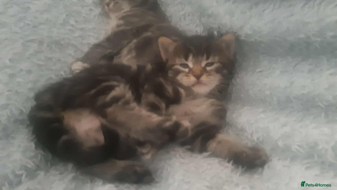 Mixed Breed cats for sale: Kitten for sale  - Image 5