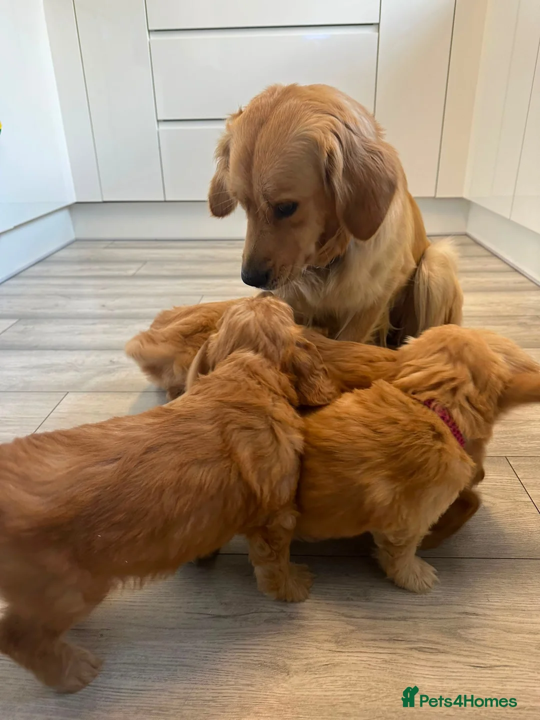Goldendoodle dogs for sale: Mini golden doodles  - Advert 2