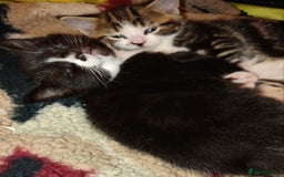 Mixed Breed cats for sale: 2 Mixed breed kittens  - Image 6