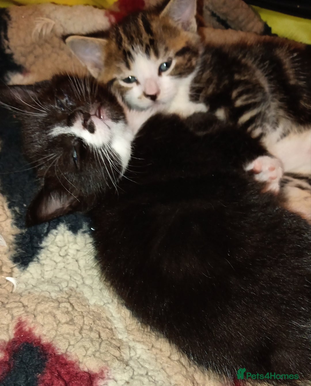 Mixed Breed cats for sale: 2 Mixed breed kittens  - Image 6
