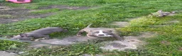 American Bully dogs for sale: Micro pocket bully pup READY! FULLY VACCINATED  - Advert 8