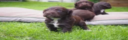 Cocker Spaniel dogs for sale: KC registered Working Cockers- Maesydderwen bred - Advert 9