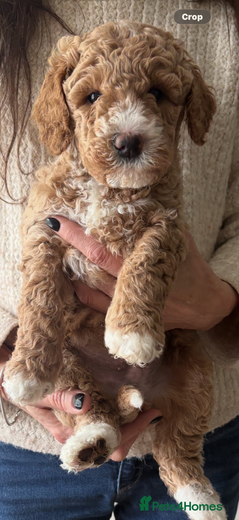 Australian Labradoodle dogs Beautiful Australian Labradoodle Puppies - Advert 1