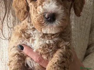 Australian Labradoodle dogs Beautiful Australian Labradoodle Puppies - Advert 5