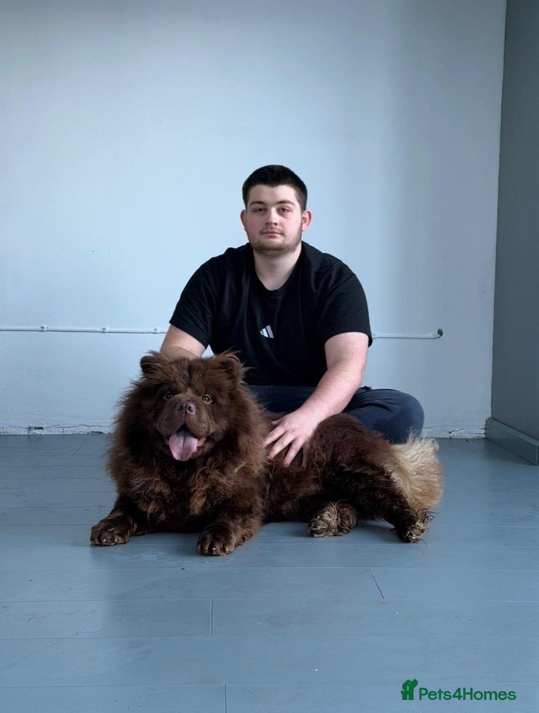 Chow Chow dogs for sale: 1 year old kc reg chocolate female chow chow - Advert 2