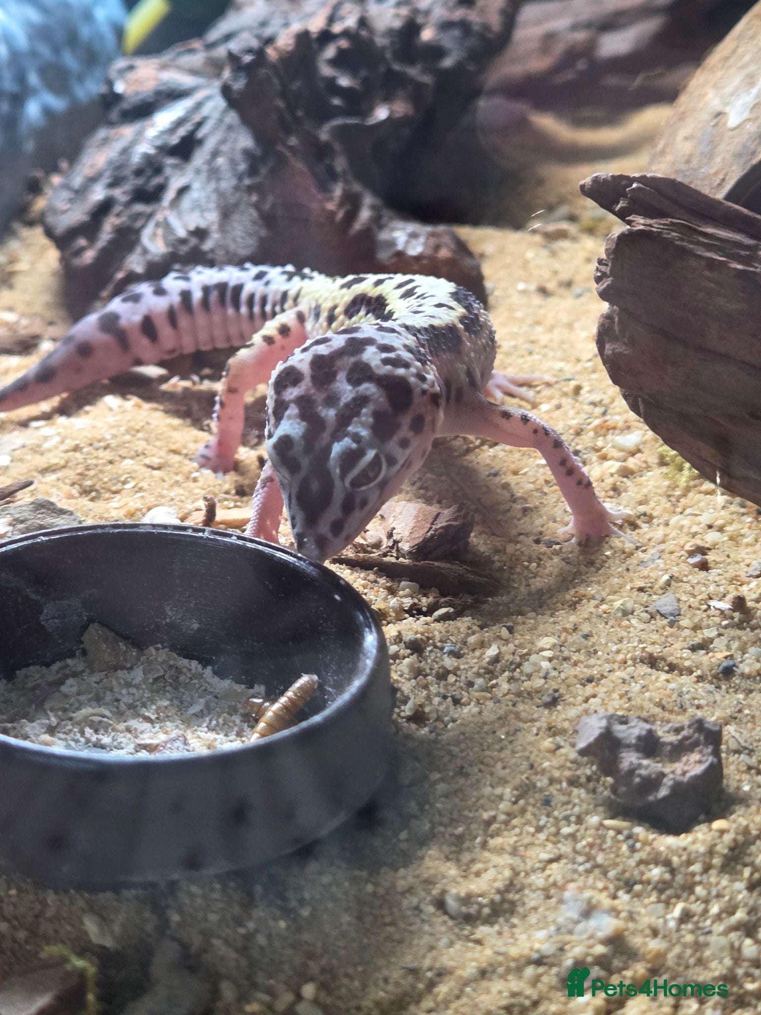 Leopard Gecko reptiles Leopard Gecko and enclosure for sale - Advert 2
