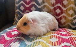Guinea Pig rodents for sale: Baby guinea pigs - Image 4