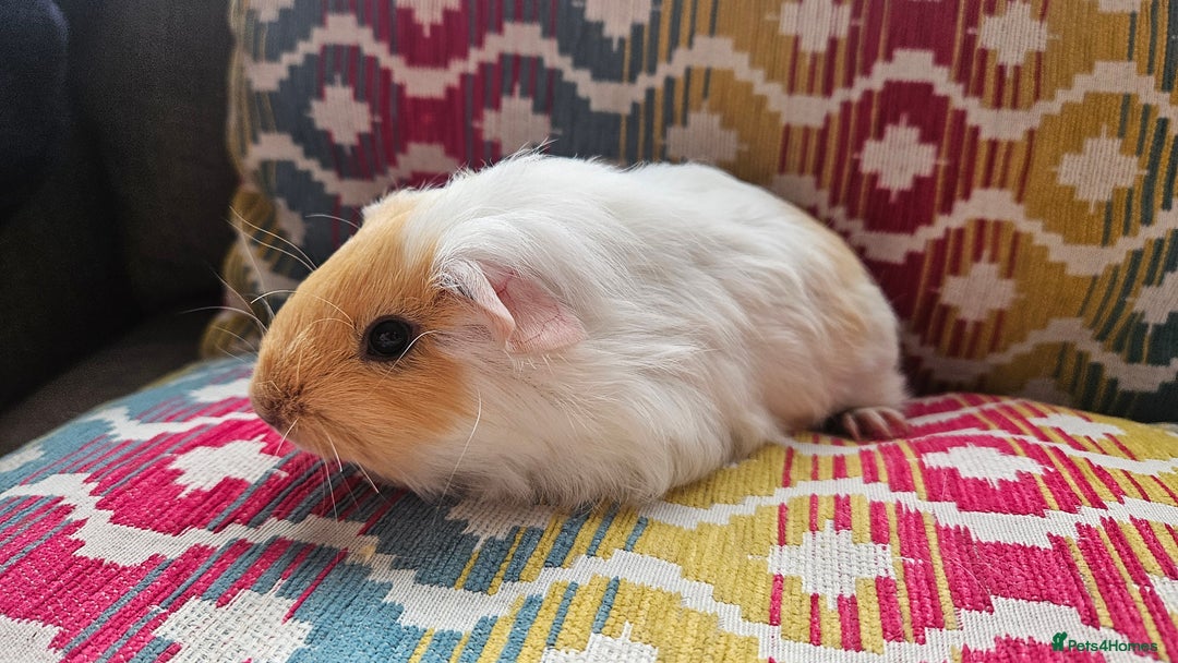 Guinea Pig rodents for sale: Baby guinea pigs - Image 4