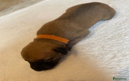 Whippet dogs for sale: 6 Stunning KC Pedigree Whippet Puppies - Image 8