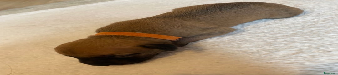Orange - Boy