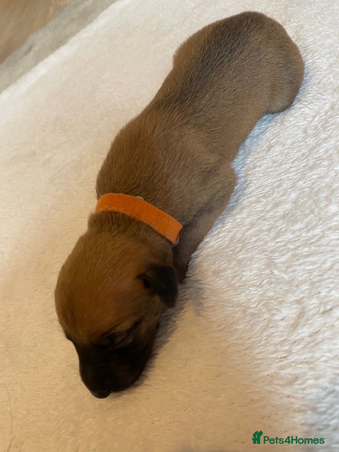 Whippet dogs for sale: 6 Stunning KC Pedigree Whippet Puppies - Image 8