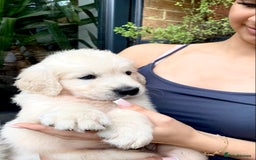 Golden Retriever dogs for sale: Exceptional KC Goldens- MULTI Champions Bloodline - Image 5