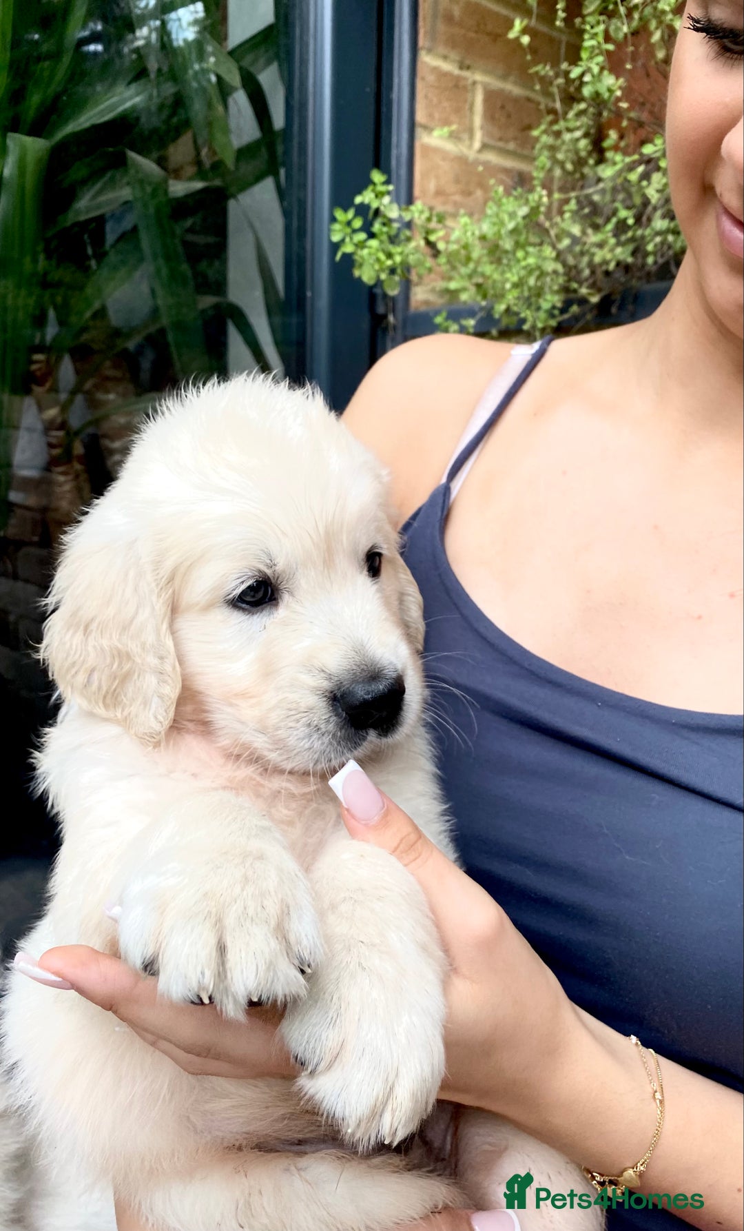 Golden Retriever dogs for sale: Exceptional KC Goldens- MULTI Champions Bloodline - Image 5