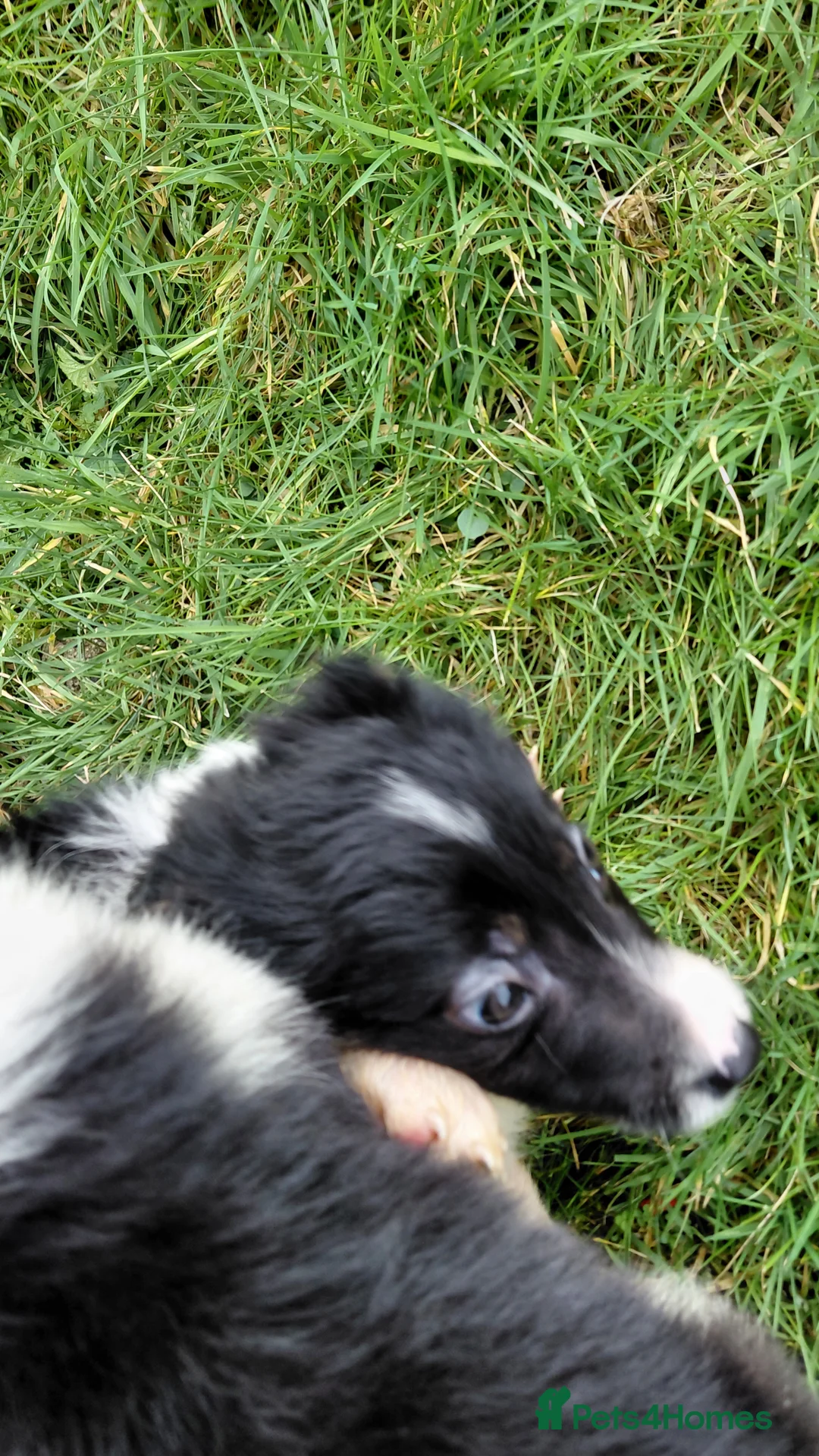Border Collie dogs for sale: Border collie puppies tris + b/w - Advert 22