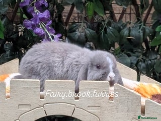 Mini Lop rabbits - Advert 9