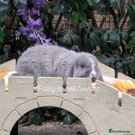 Mini Lop rabbits - Advert 2