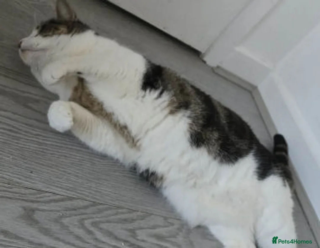 Mixed Breed cats for adoption: ZIGGY - Advert 3