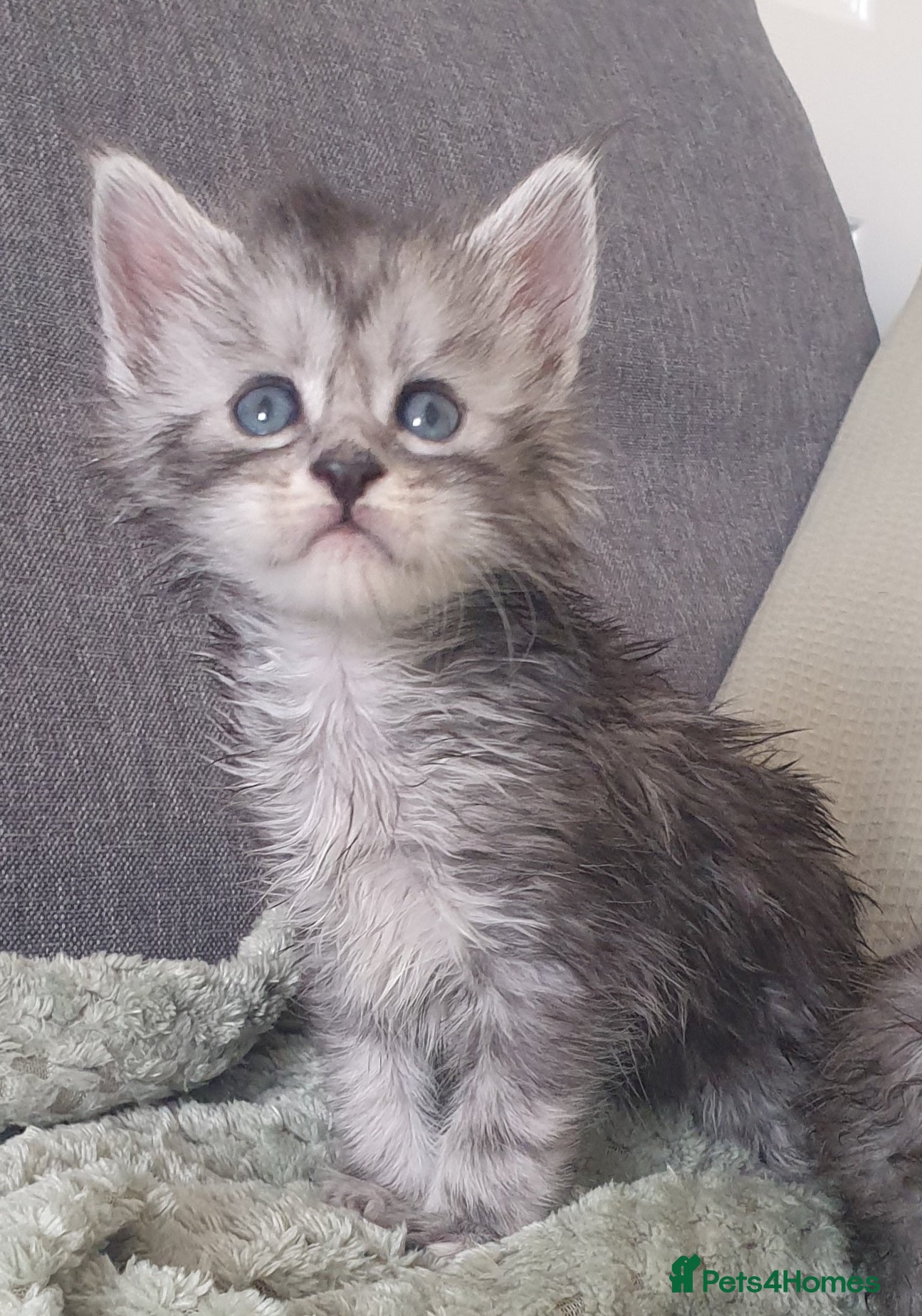 Maine Coon cats Tica registered Maine Coons  - Advert 13